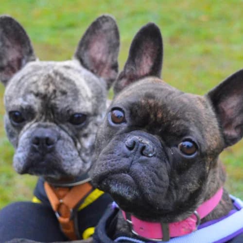 Carlos und Elvis, English Bulldog (Bremer Tierschutzverein e.V.)