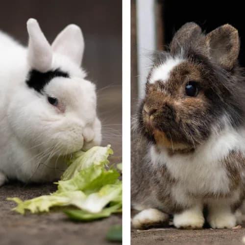 Motte und Elvira Endpflegestelle,  mixed breed for adoption at Tierheim Bremen, Bremen