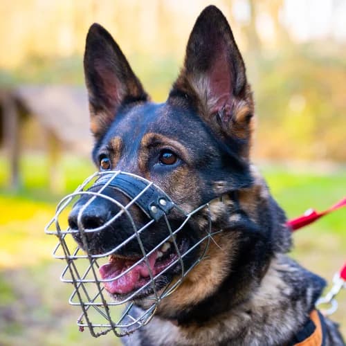Bella, German Shepherd (Bremer Tierschutzverein e.V.)