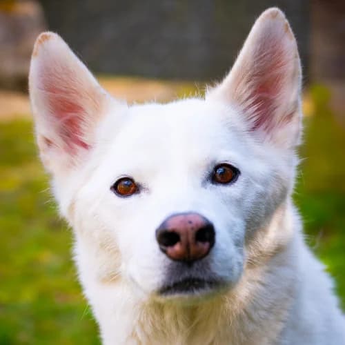 Ghost, Husky (Bremer Tierschutzverein e.V.)