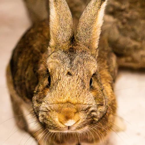 Berti, male mixed breed for adoption at Tierheim Bremen, Bremen