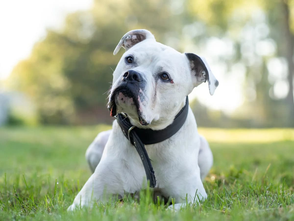 Potter, weiß mit grauen Abzeichen an Ohren und Maul male 4yo Pit Bull Terrier for adoption at Tierheim Hamburg, Hamburg