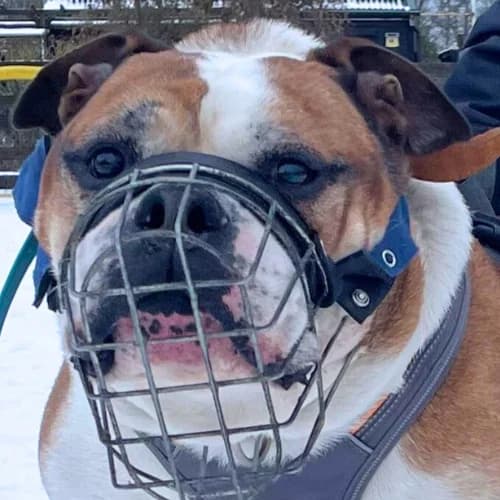Rufus, English Bulldog (Bremer Tierschutzverein e.V.)