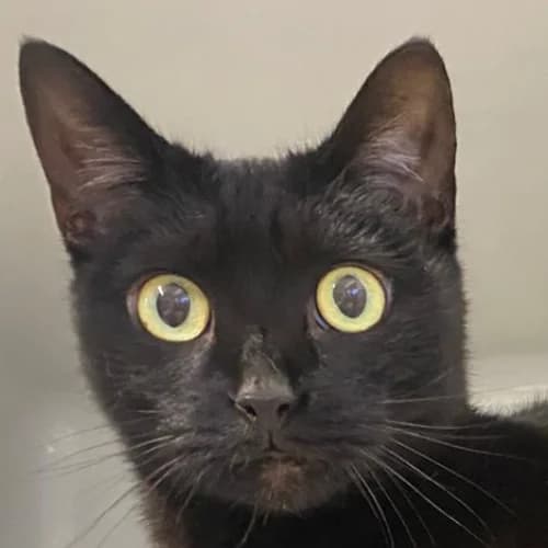 Georgina, Domestic Shorthair (Bremer Tierschutzverein e.V.)