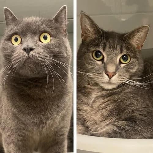 Lilli und Amboss, Domestic Shorthair (Bremer Tierschutzverein e.V.)