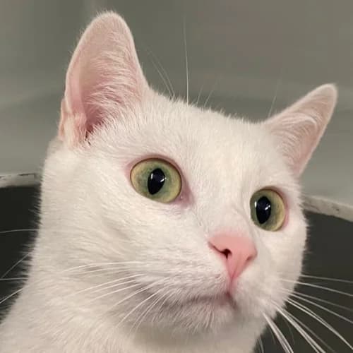 Pepa, Mixed Breed Cat (Bremer Tierschutzverein e.V.)