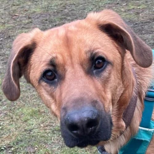 Aslan, red male German Shepherd for adoption at Bremer Tierschutzverein e.V., Bremen