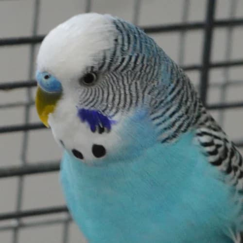 Wellensittiche,  mixed breed for adoption at Tierheim Bremen, Bremen