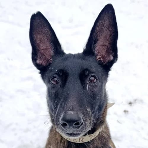Trüffel, Belgian Malinois (Bremer Tierschutzverein e.V.)