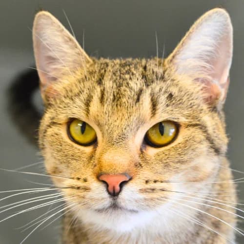Pandora, Mixed Breed Cat (Bremer Tierschutzverein e.V.)