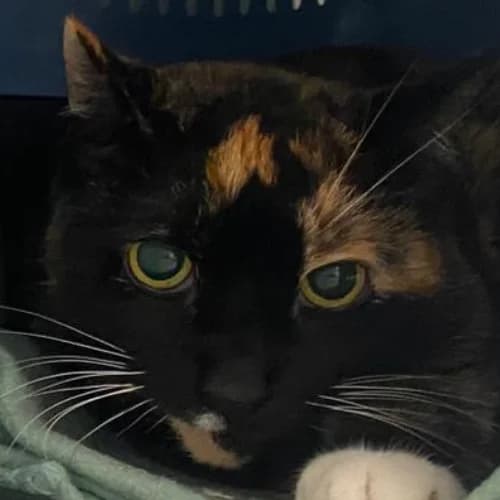 Susi, Mixed Breed Cat (Bremer Tierschutzverein e.V.)