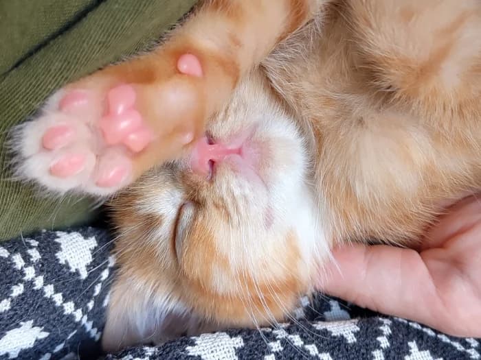 Junges Kater-Paar photo 8