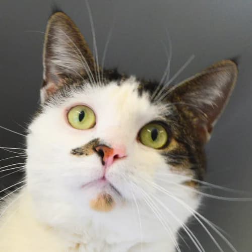 Matteo, Domestic Shorthair (Bremer Tierschutzverein e.V.)