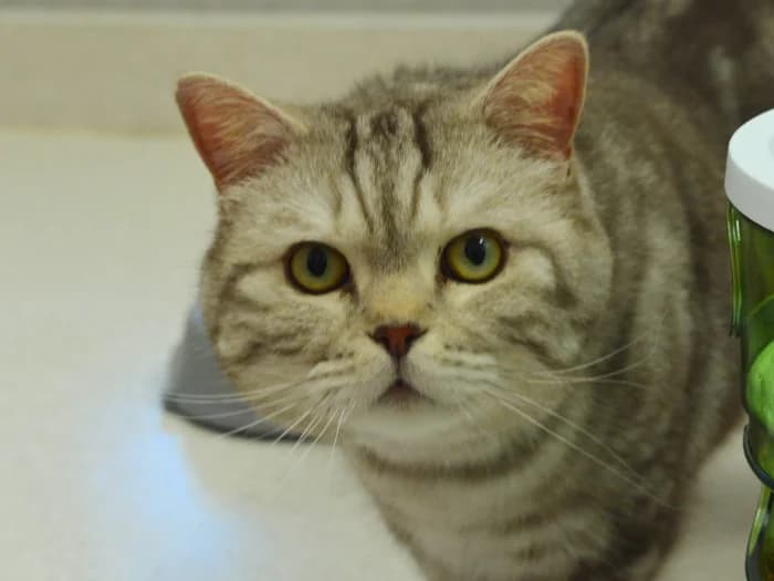 Simba und Nala photo 8