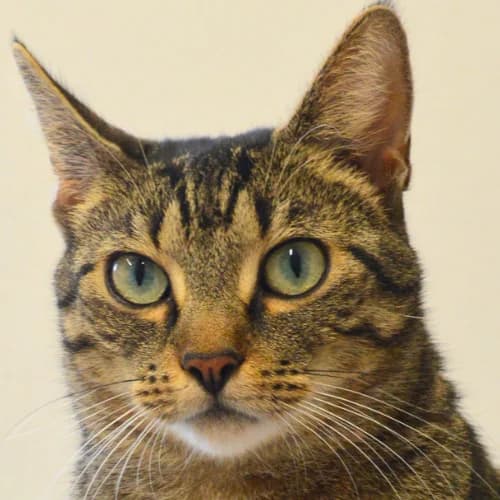 Helene-Luise, female Mixed Breed Cat for adoption at Bremer Tierschutzverein e.V., Bremen