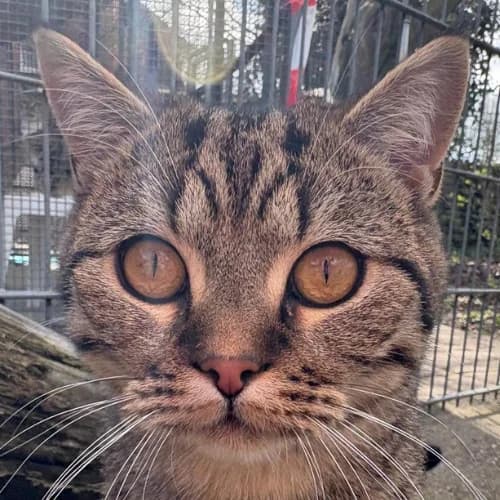Pino, male Mixed Breed Cat for adoption at Bremer Tierschutzverein e.V., Bremen