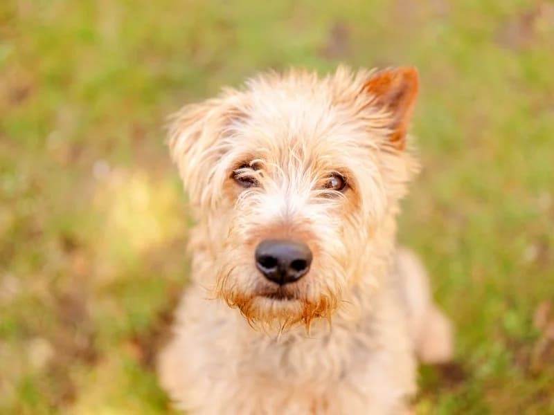 Tierheim Leipzig photo 2