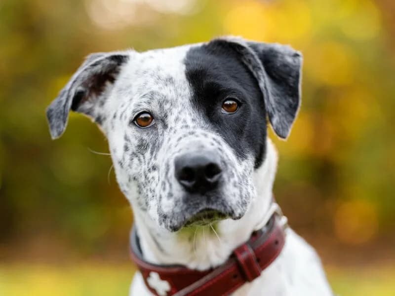 Serafina, female senior Mixed Breed for adoption at Tierheim Leipzig, Leipzig