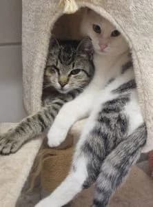 Benjamin, Bodo, Brownie & Bea, male European Shorthair for adoption at Tierheim Regensburg, Regensburg