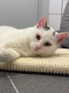 Benjamin, Bodo, Brownie & Bea, grey tabby male European Shorthair for adoption at Tierheim Regensburg, Regensburg — photo 2 of 6