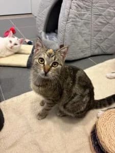 Benjamin, Bodo, Brownie & Bea, grey tabby male European Shorthair for adoption at Tierheim Regensburg, Regensburg — photo 3 of 6