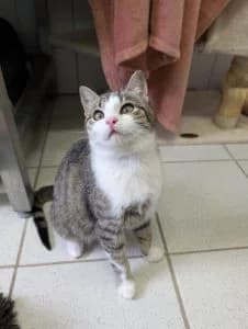 Benjamin, Bodo, Brownie & Bea, grey tabby male European Shorthair for adoption at Tierheim Regensburg, Regensburg — photo 4 of 6