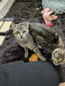 Benjamin, Bodo, Brownie & Bea, grey tabby male European Shorthair for adoption at Tierheim Regensburg, Regensburg — photo 5 of 6