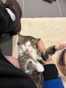 Benjamin, Bodo, Brownie & Bea, grey tabby male European Shorthair for adoption at Tierheim Regensburg, Regensburg — photo 6 of 6