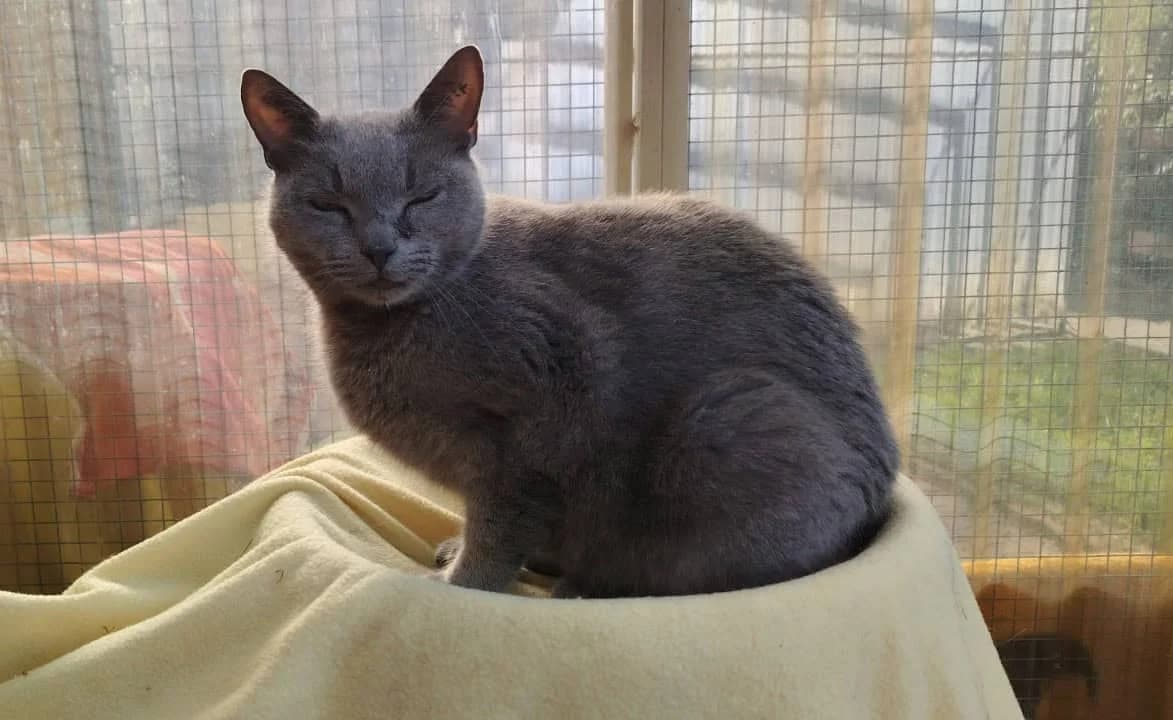 Mikesch, blau  senior Mixed Breed Cat for adoption at Tierheim Siegen, Siegen