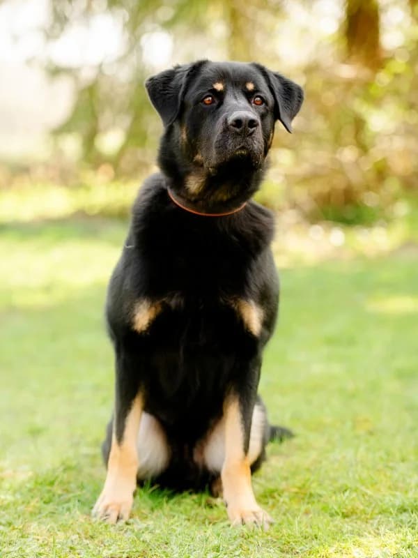 Arco, male senior Rottweiler for adoption at Tierheim Leipzig, Leipzig