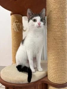 Pearl, female European Shorthair for adoption at Tierheim Regensburg, Regensburg