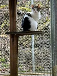 Pearl, female European Shorthair for adoption at Tierheim Regensburg, Regensburg — photo 2 of 3