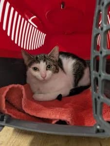 Pearl, female European Shorthair for adoption at Tierheim Regensburg, Regensburg — photo 3 of 3