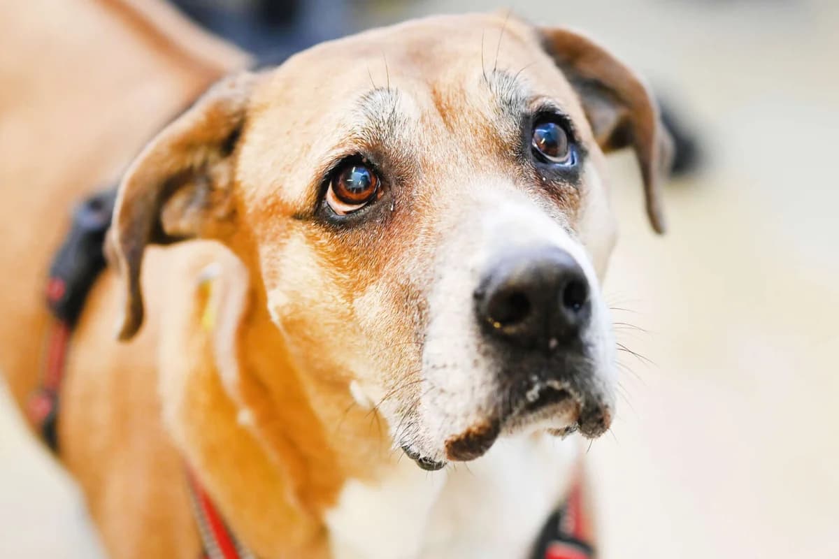 Fanni, female senior Rhodesian Ridgeback for adoption at Tierheim Berlin Falkenberg, Berlin