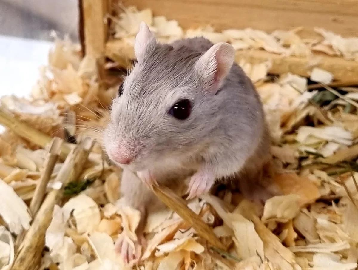 Vladi, grau-meliert female Mixed Breed for adoption at Tierheim Hamburg, Hamburg