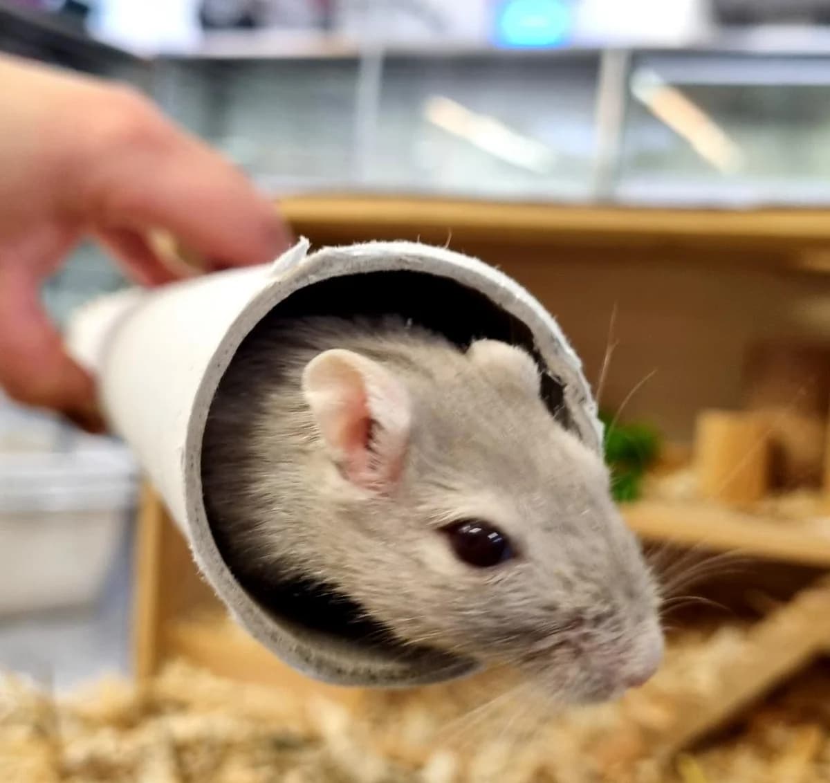 Vladi, grau-meliert female Mixed Breed for adoption at Tierheim Hamburg, Hamburg — photo 2 of 3