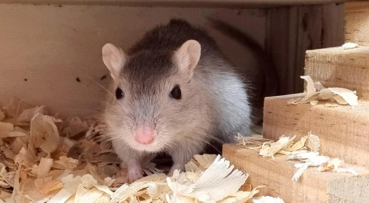 Vladi, grau-meliert female Mixed Breed for adoption at Tierheim Hamburg, Hamburg — photo 3 of 3