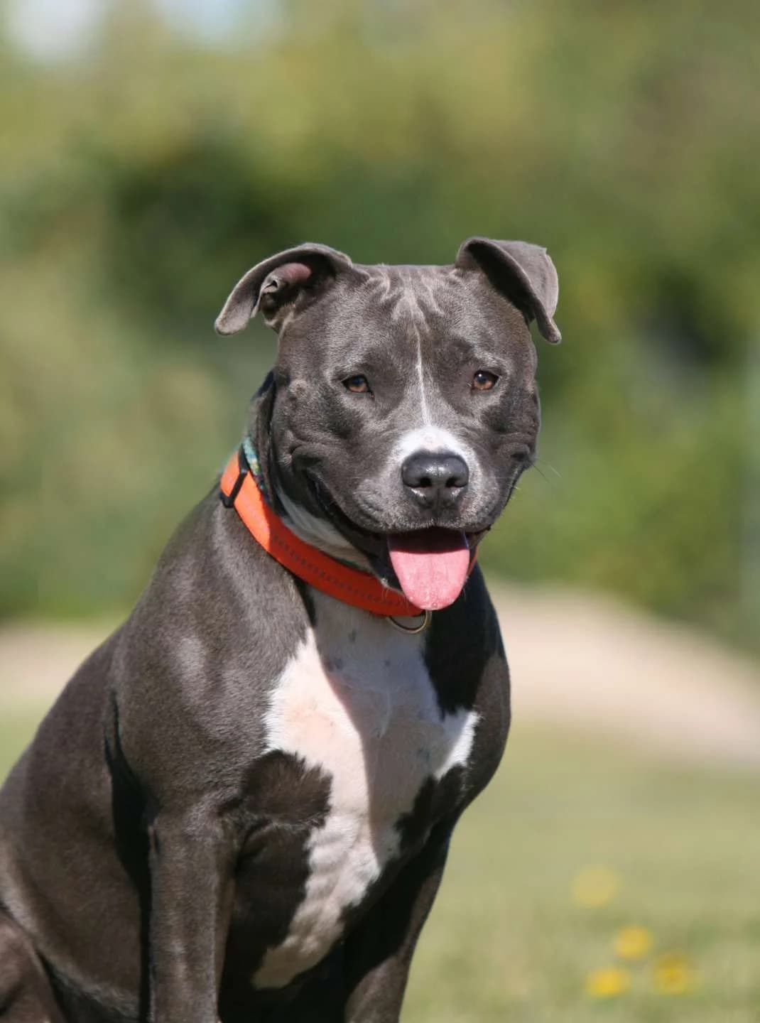 Frauke, Staffordshire Bull Terrier (Tierheim Berlin Falkenberg)