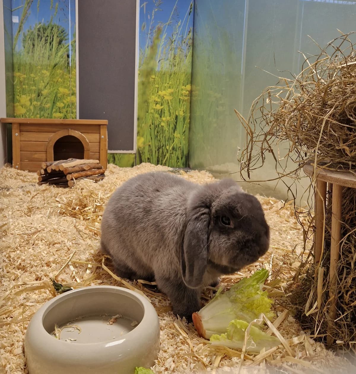 Max, male mixed breed for adoption at Tierheim Ulm, Ulm