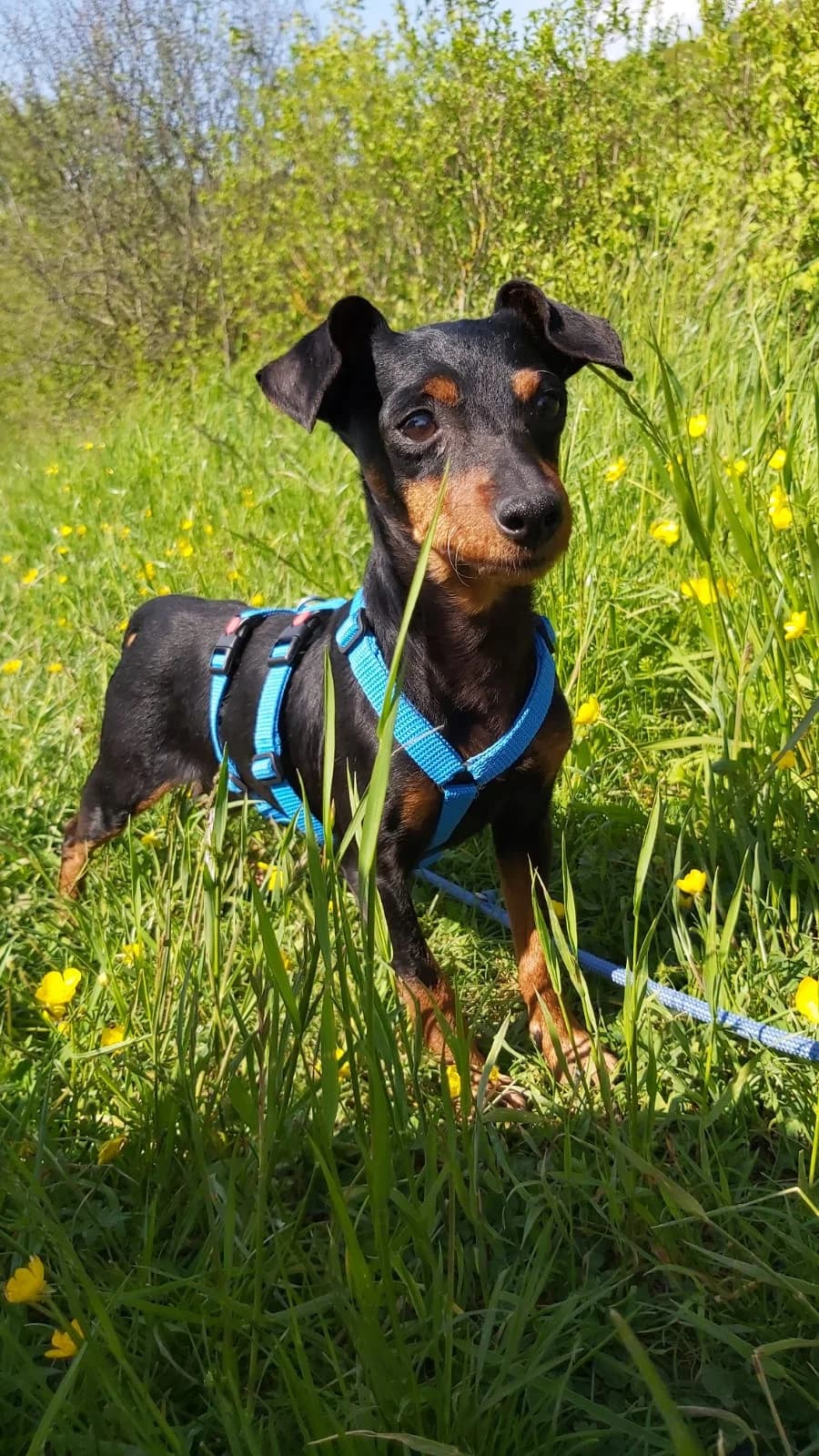 Lulu, black and tan female mixed breed for adoption at Tierheim Regensburg, Regensburg — photo 2 of 4