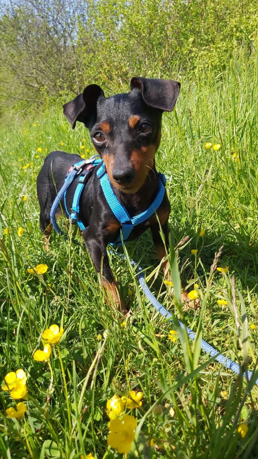 Lulu, black and tan female mixed breed for adoption at Tierheim Regensburg, Regensburg — photo 3 of 4