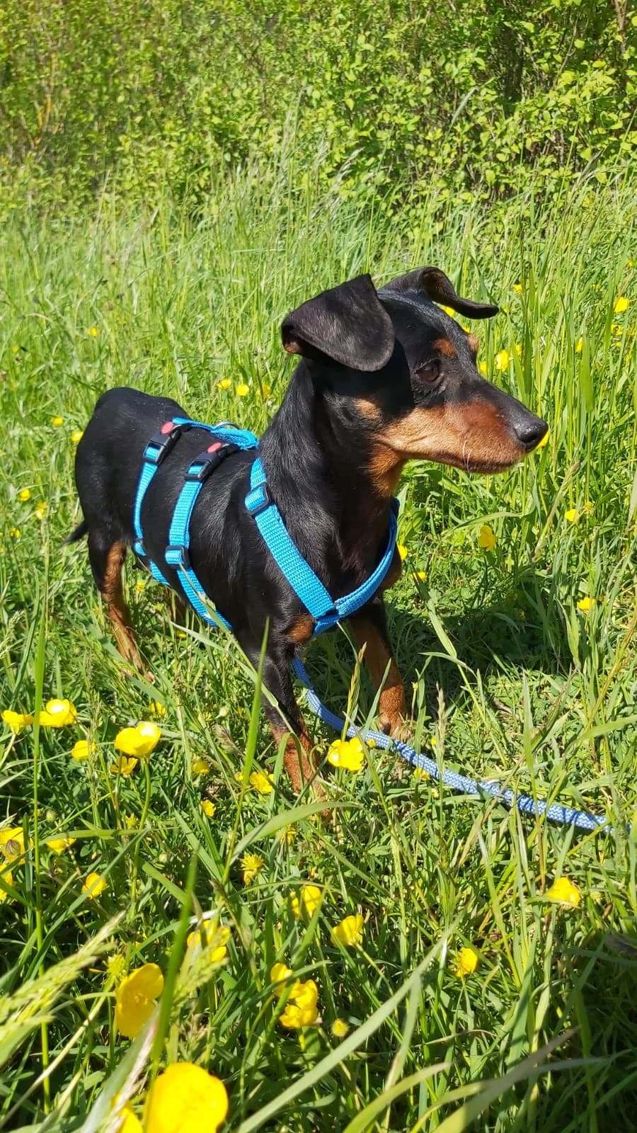 Lulu, black and tan female mixed breed for adoption at Tierheim Regensburg, Regensburg — photo 4 of 4