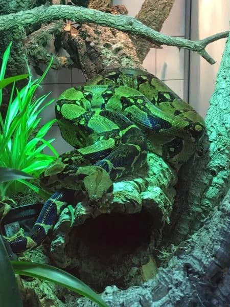 Ka, male mixed breed for adoption at Tierheim Berlin Falkenberg, Berlin