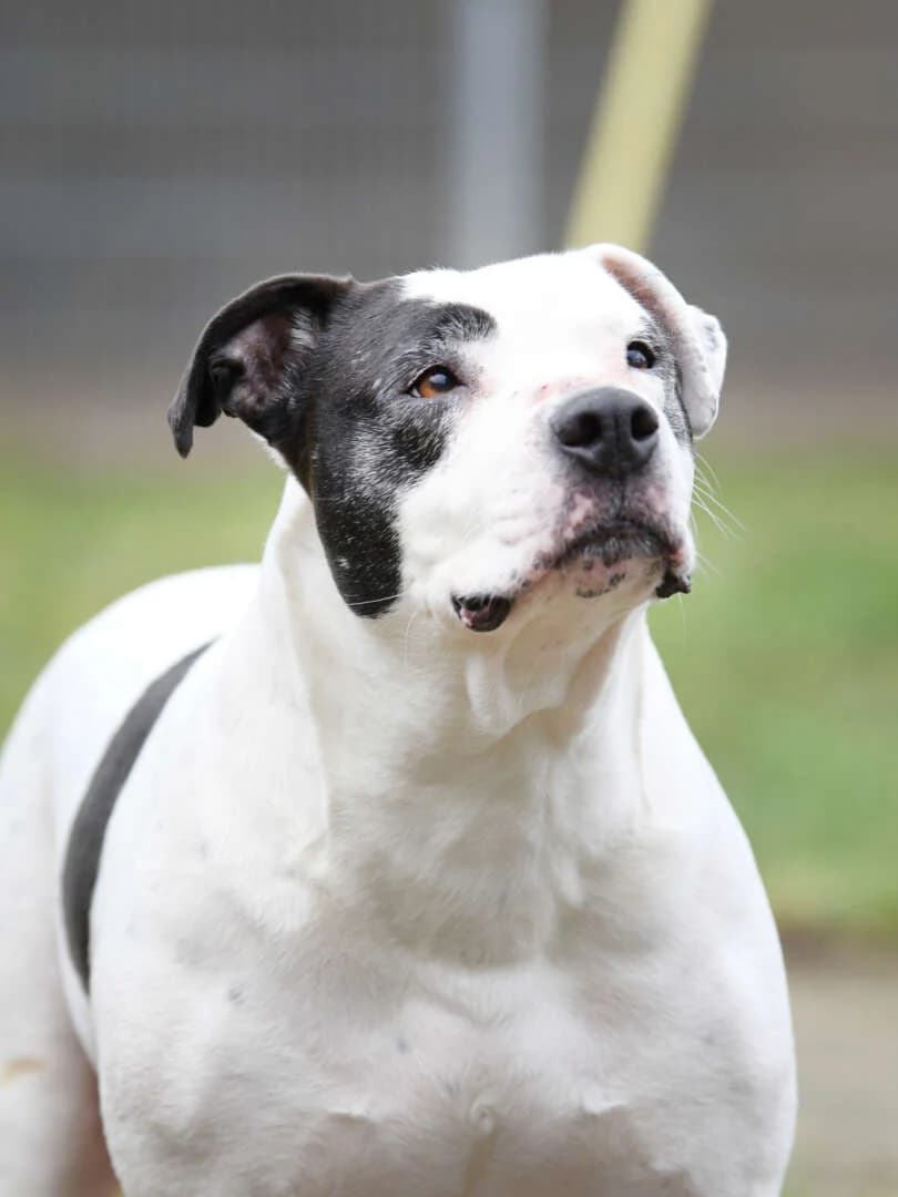 Diva, weiß female senior Staffordshire Bull Terrier for adoption at Tierheim Berlin Falkenberg, Berlin