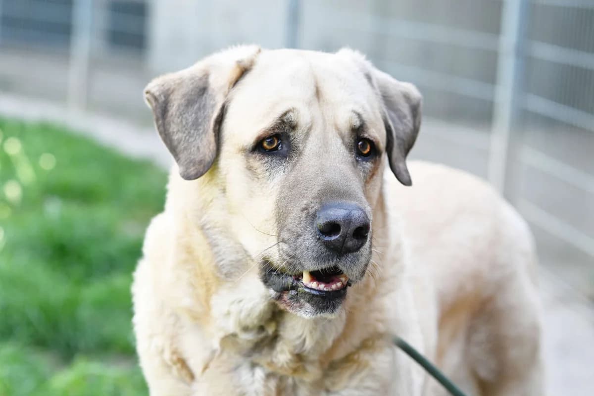 Bobby, male senior mixed breed for adoption at Tierheim Berlin Falkenberg, Berlin