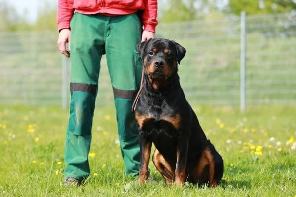 Findus, male senior Rottweiler for adoption at Tierheim Berlin Falkenberg, Berlin