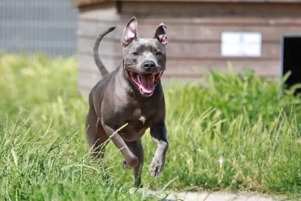 Racoon, Staffordshire Bull Terrier (Tierheim Berlin Falkenberg)