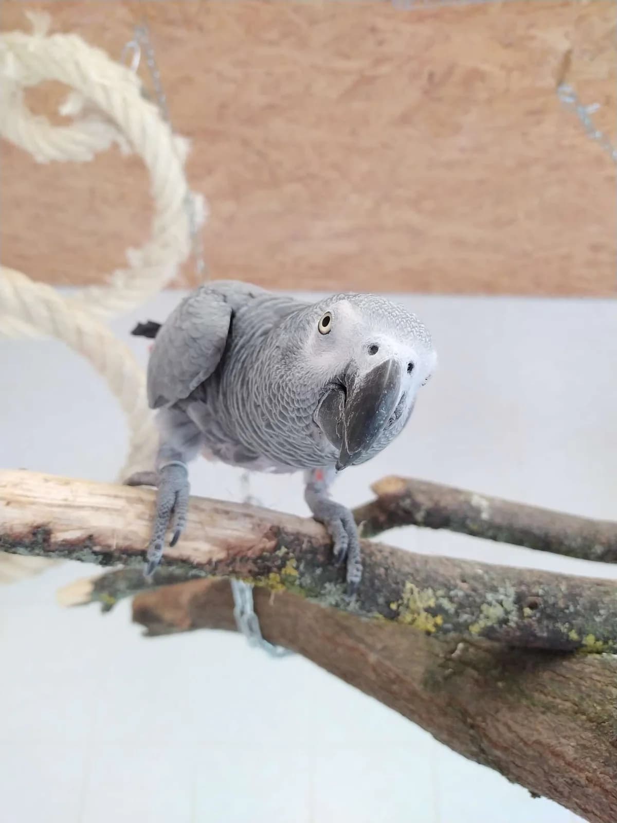 Lucy & Coco, mixed breed for adoption at Tierheim Berlin Falkenberg, Berlin