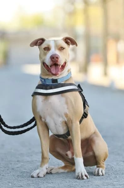 Donnie, male senior Staffordshire Bull Terrier for adoption at Tierheim Berlin Falkenberg, Berlin