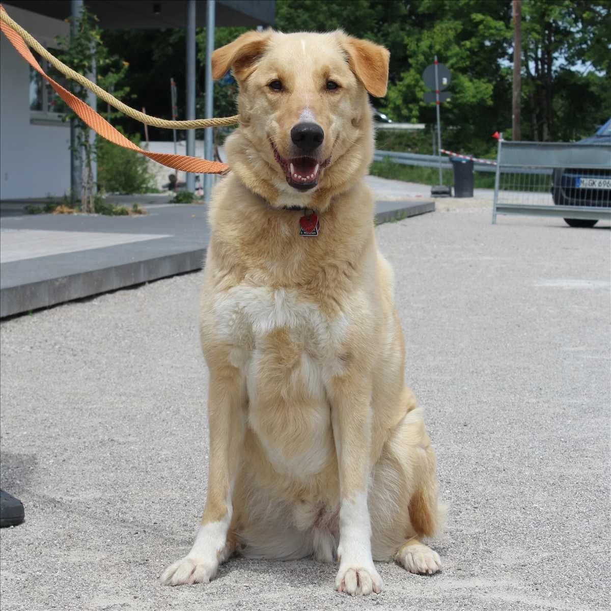 JOSHI, Mixed Breed (Tierheim München)